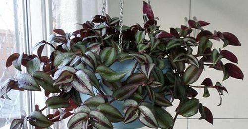  紫竹吊兰|养这三种吊兰，美翻你的客厅，随便一插就能活，根本不用买