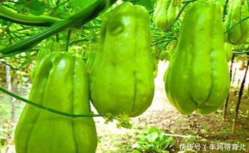 立冬后易生病，瓜果食物经常换，补气养颜，提高免疫，早吃早好