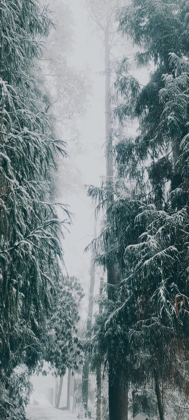 天目山景区|美如仙境！杭州、宁波下雪了，朋友圈看雪走起~