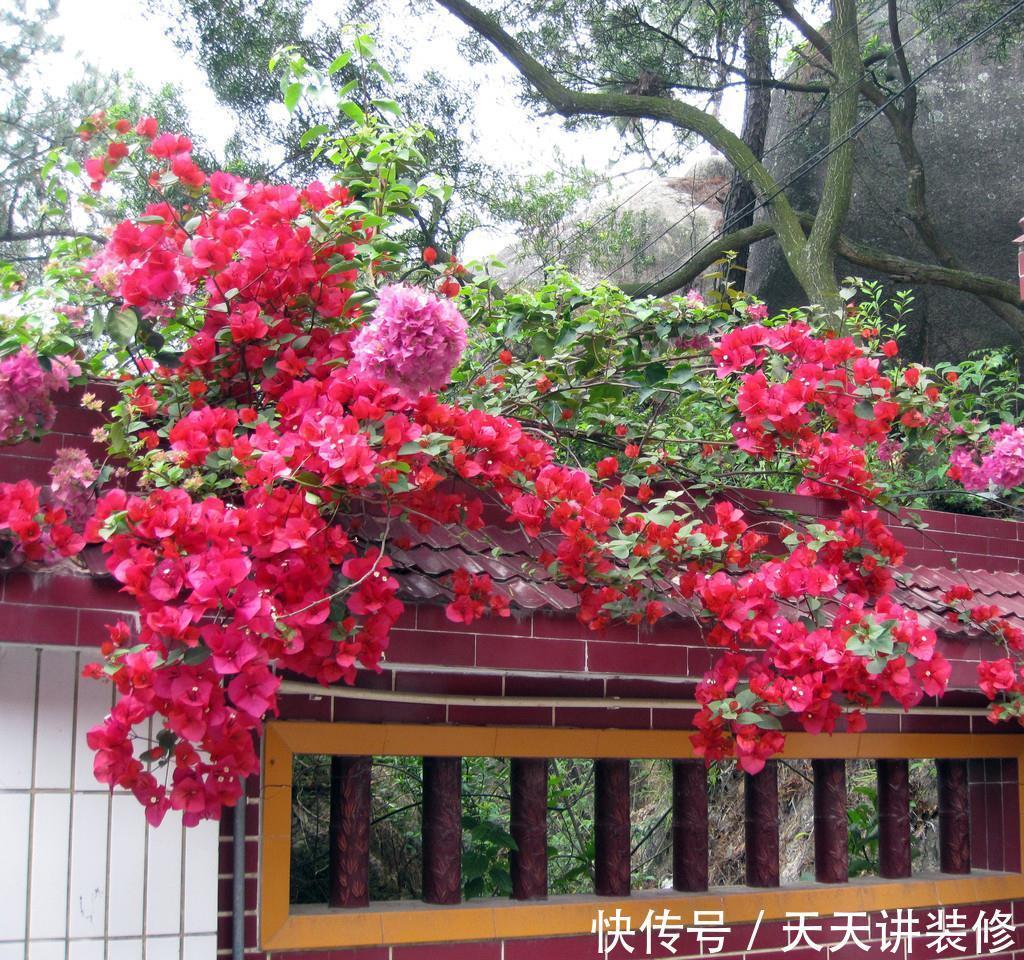 磷酸二氢钾|三角梅促花“小技巧”，让枝条猛增，越开花越有劲