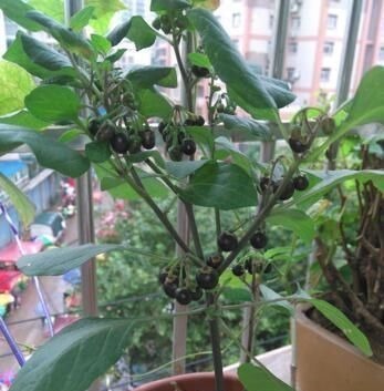 这种花是“解毒高手”,家里养一盆,再也不怕“小病小灾”