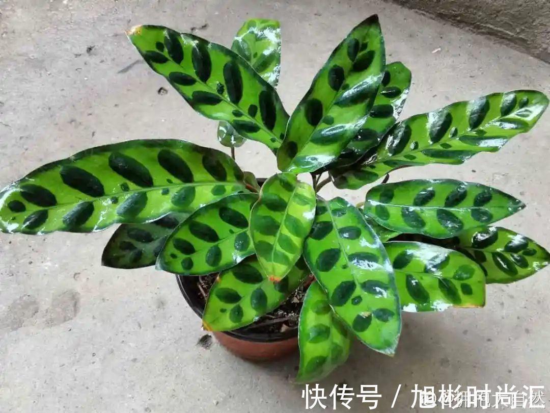 10种花,一天不见水就萎缩,狂补水就对了!