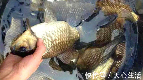 五款自制饵料配方，鲫鱼疯狂着迷，杂鱼不沾，盛夏野钓大板鲫必备