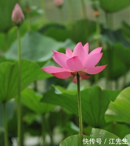 属相|10月中旬，喜鹊报喜，4属相桃花朵朵，喜事不断，生活奔小康