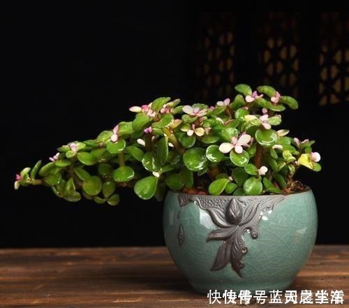 植株|胡大妈是养花达人,最喜欢“金枝玉叶”,就用3个技巧,枝枝有花!