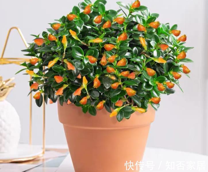 花卉|室内养招财花卉，别只养发财树了，这种小盆栽寓意好，颜值高