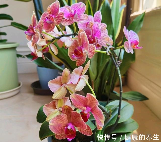 养蝴蝶兰,牢记“4透”,开花一茬接一茬!