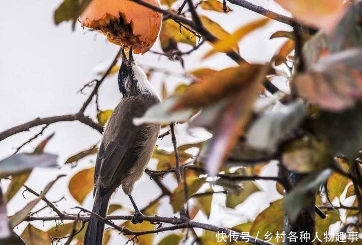 散文|散文:秋日的树林