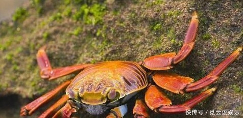 致癌|米饭二次加热后会致癌医生再次告知4种食物加热不要吃