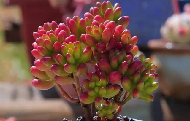 烂根多肉不要扔,处理一下,还能活,照样长出好状态