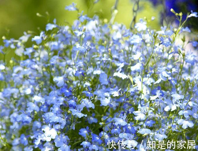 这些花儿,种着种着就变成瀑布了,很好种的哦