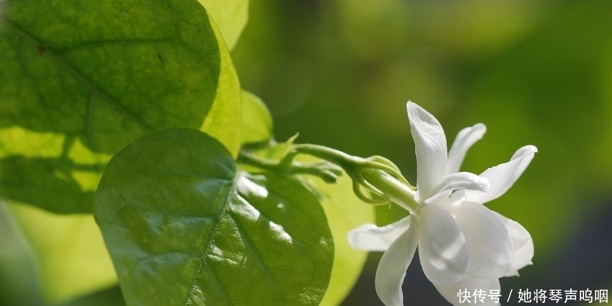 天竺葵|6种花“养小不养老”,越老越不好看,赶紧剪一刀