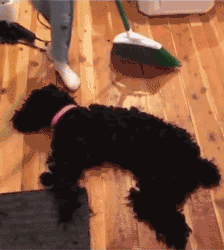 |搞笑GIF:养了这么只哈士奇,主人是崩溃的吧