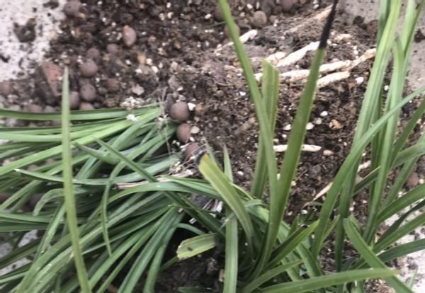 养花为什么要换盆，什么时候换盆，怎么换盆才合适？