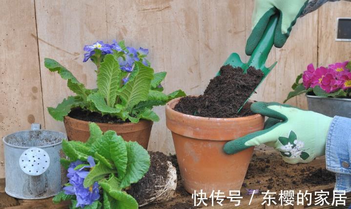 根系|花草换盆旺季来临,学会“三看三观察”,换盆就是小菜一碟