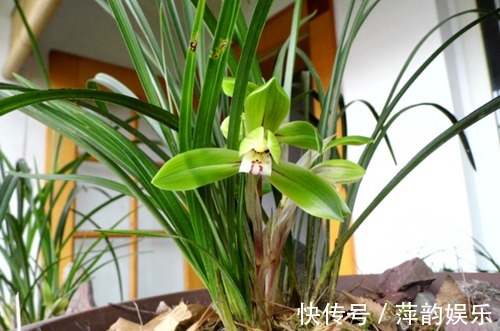 山里的极品,过去满山遍野都是,如今一株难寻,价格涨到每株2百