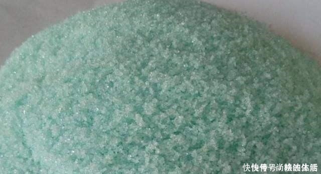 花芽|啤酒水浇花有技巧,里面加“4个小东西”,叶子油绿,花儿长疯了!