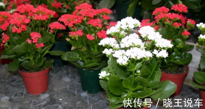 花友们|长寿花养殖和扦插技巧