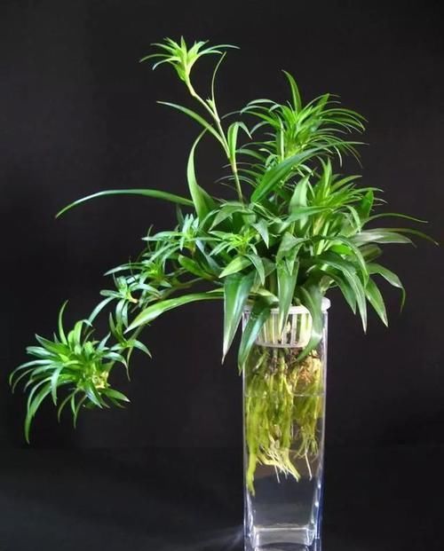  紫竹吊兰|养这三种吊兰，美翻你的客厅，随便一插就能活，根本不用买