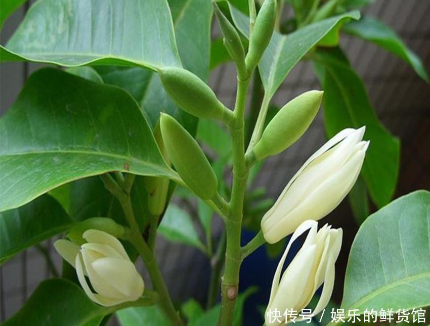 吉祥|佛家六种美丽又芳香的吉祥圣花,家养一盆平安吉祥,漂亮还好养