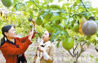 西番莲|西番莲消炎止痛、降脂降压，掌握三点，种出优质高产的西番莲来