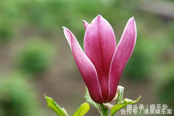 此花优雅清新，花开如云似雪，拥有着优雅高贵的灵魂