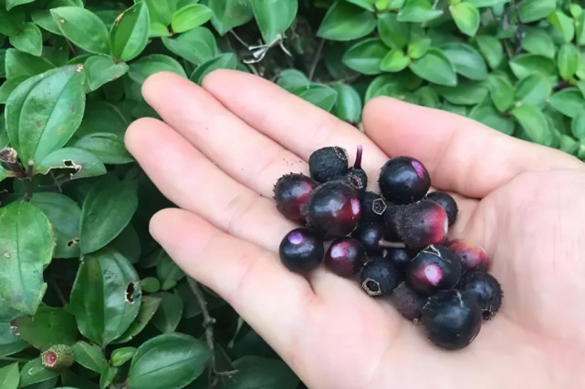 八月瓜|农村野果大全,儿时常吃的味道,吃过15种以上没多少人!