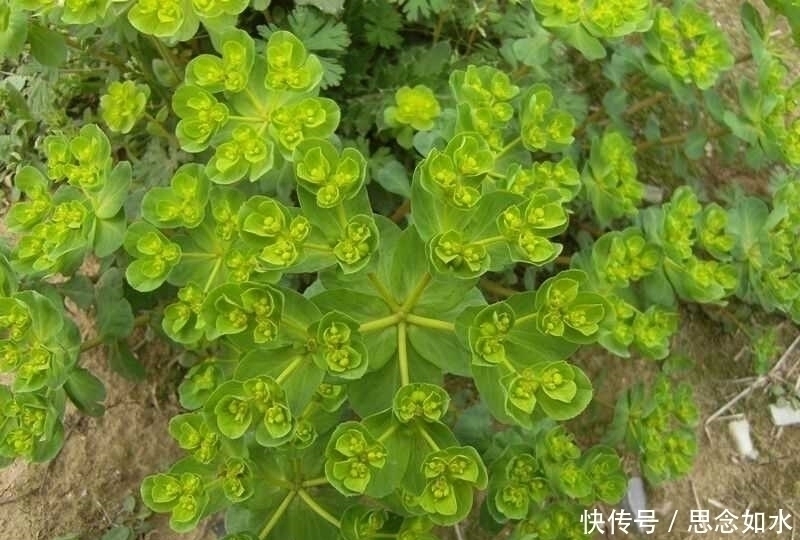 五凤草|提个醒:在路边遇到这种野草,一定要捡回家,现在知道还不晚!