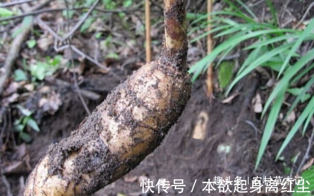 野生植物|它是何等的珍贵，您若遇见，请别再随意除掉，块根800元一斤