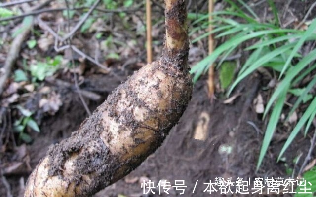 野生植物|它是何等的珍贵,您若遇见,请别再随意除掉,块根800元一斤