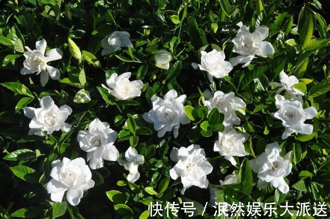栀子花|北方家里当宝的花,南方大马路上全都是,我酸了!