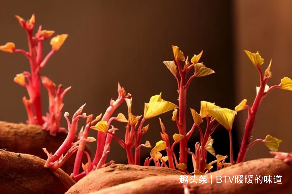 4种食物发芽后，营养更丰富，别再扔掉浪费了！