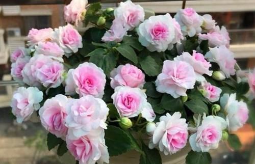 颜值超高的几款花，花姿妖娆，四季繁花似锦，美极了