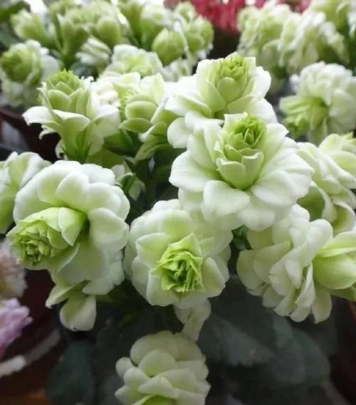 最罕见的花卉,花色新奇,好养易活,是一款爆盆神器,值得拥有