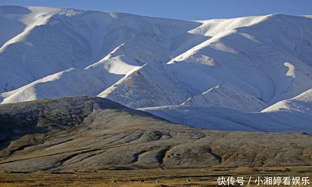 邂逅雪豹求偶季节,追寻青藏高原冰雪中的精灵