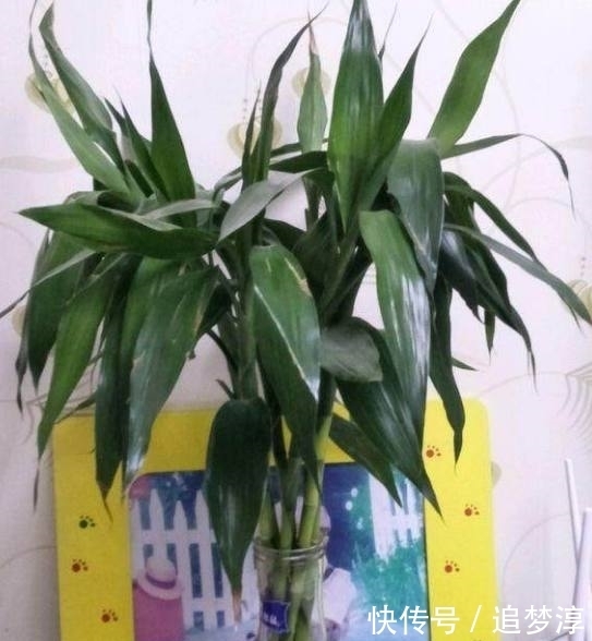 这3种盆栽超“好养”,没有阳光也爆盆,阳台的光照不好也没事