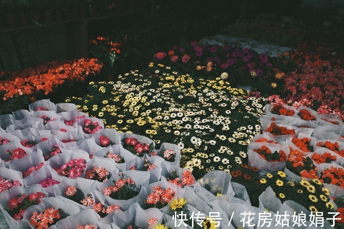 花市|花市买回来的花,会出现各种不适,教你4招,轻松适应新家