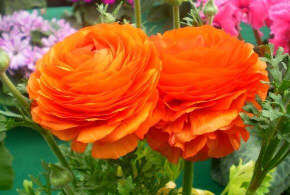 养盆“芹叶牡丹”吧!简单易养易爆盆,花色艳丽,开花120天