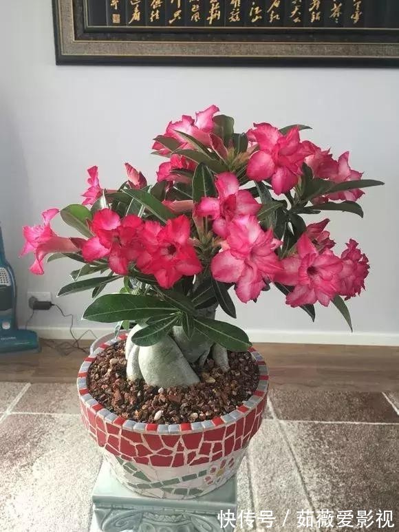 浇水|它们是“耐旱花”,盆栽1、2个月浇水1次,轻松花开满树