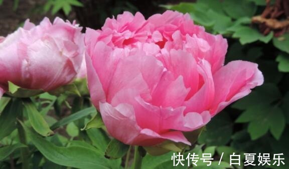 喜欢养花,不如养盆红掌,花儿红彤彤,超美