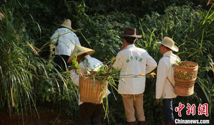 追梦人|红土地上小康路：中医药传承路上的追梦人