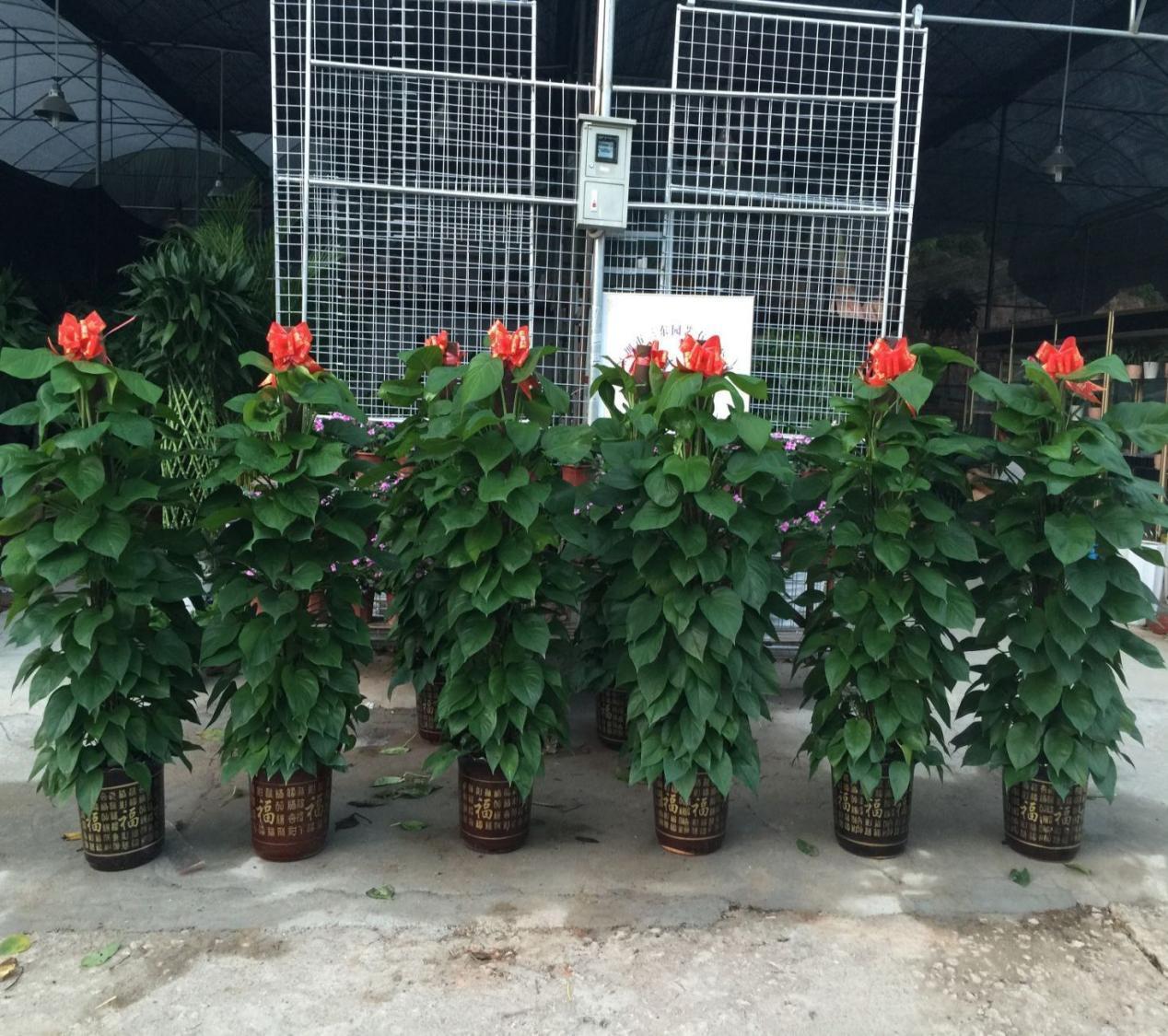 鸡蛋壳是养花神器，掌握住这些用法，完全不需再花钱买肥料了