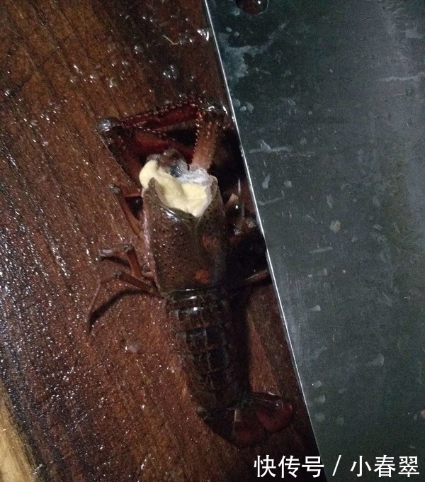 不剩|“它”是史上最悲惨的入侵物种,刚到中国,就被吃的渣都不剩