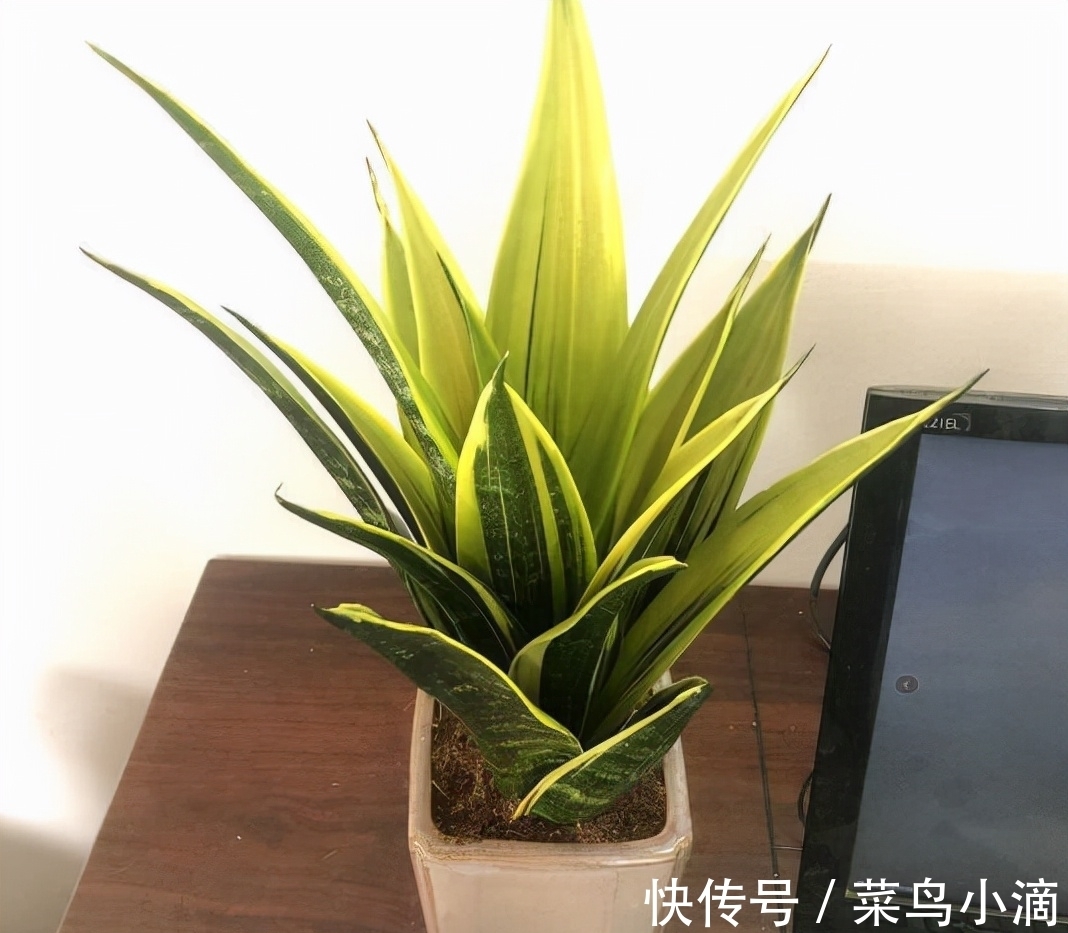 九种“皮实花”,多晒少管长得好,养成老桩更高档,绿萝没上榜