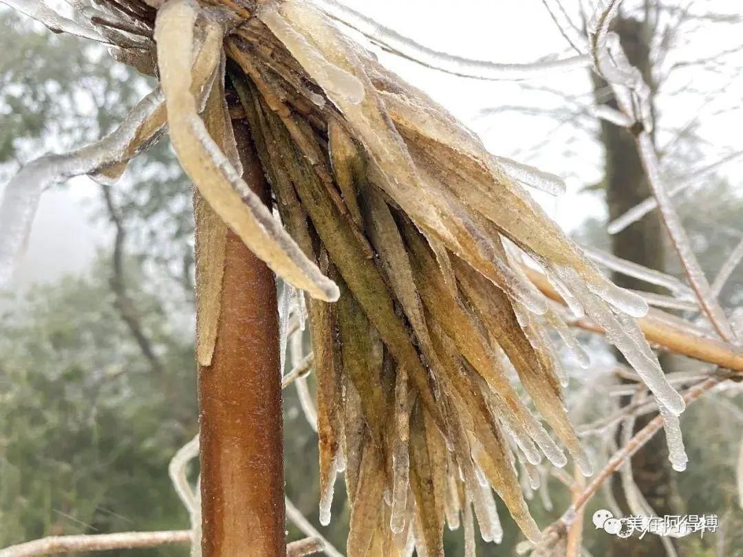 记忆 ｜寒潮再次来袭，还记得前几天的雪吗？