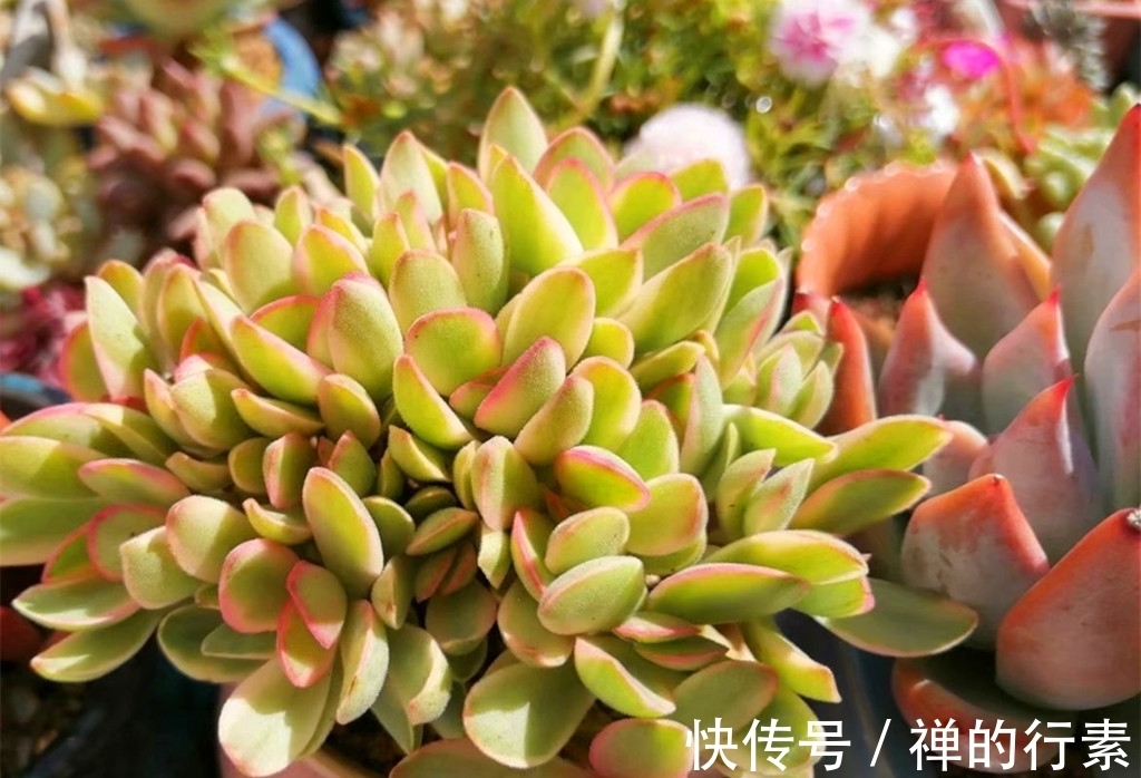 仙人掌科多肉|秋天到了,多肉进入旺盛生长阶段,还需要继续给多肉遮雨吗?