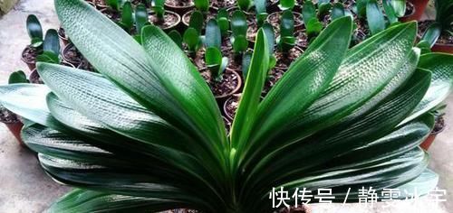 冬天养君子兰有技巧，掌握几个要点，叶片挺拔如折扇，开花鲜艳！