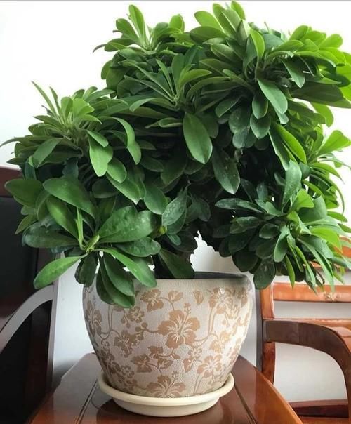 我养的麒麟植物怎么没光泽？