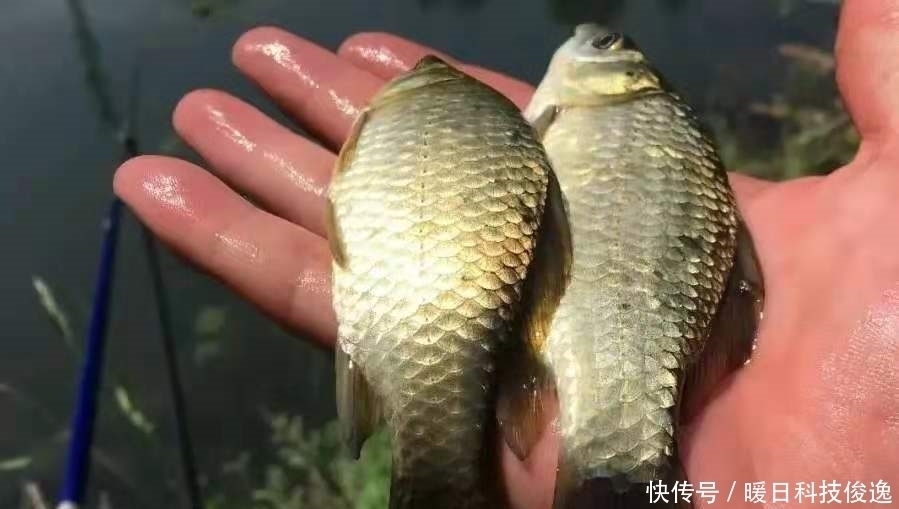 说出来你可能不信,热天钓鲫最不该错过这特效饵,既省钱又好用