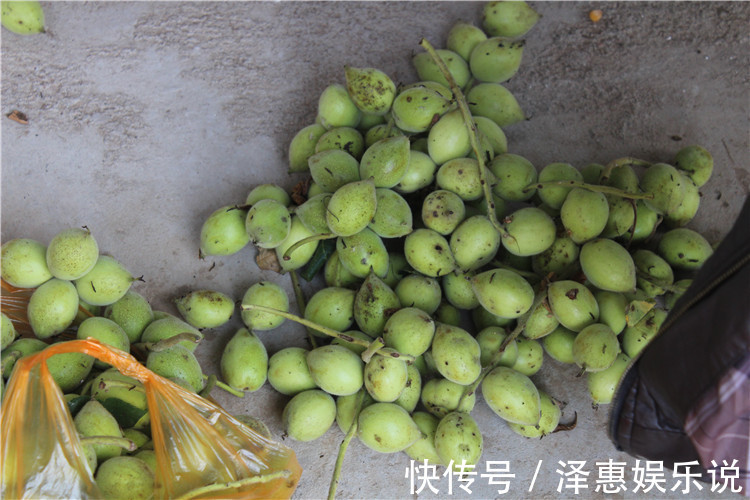 农村|为什么青核桃皮农村老人抢着要听完专家解释，我也想要了